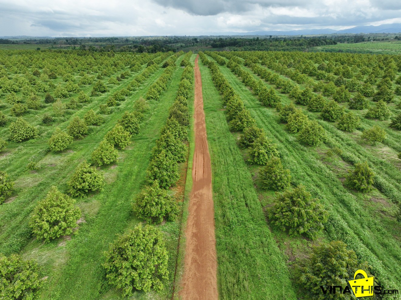 Farm sầu riêng của HAGL tại lào